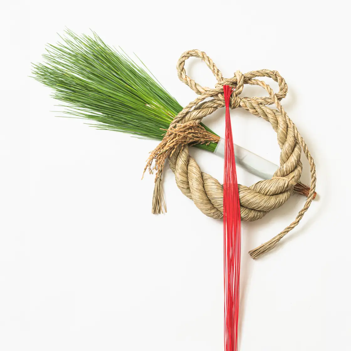 大王松雲龍丸しめ飾り | 花のオンライン注文・配達 | HANATAKU