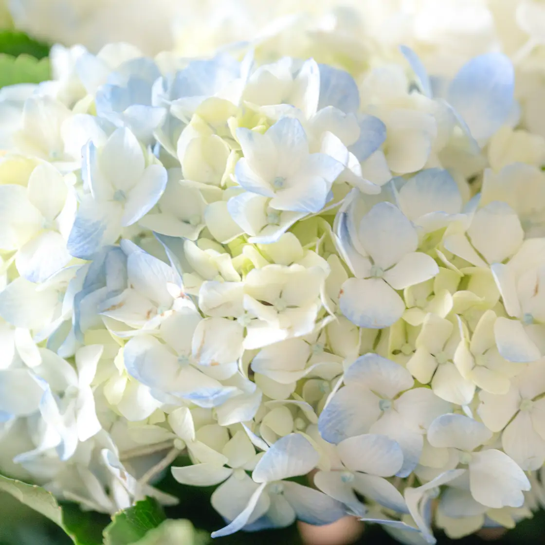 紫陽花の花束 | 花のオンライン注文・配達 | HANATAKU
